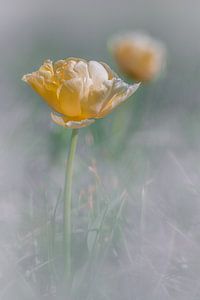 Bloeiende gele tulp in de ‘mist’