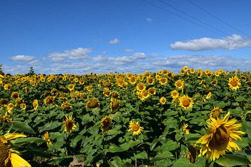Een veld met zonnebloembloemen in de zomer