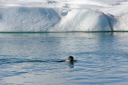 Jokulsarlon - Iceland
