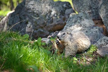 Provence, marmot Parc National Du Mercantour van Rene du Chatenier