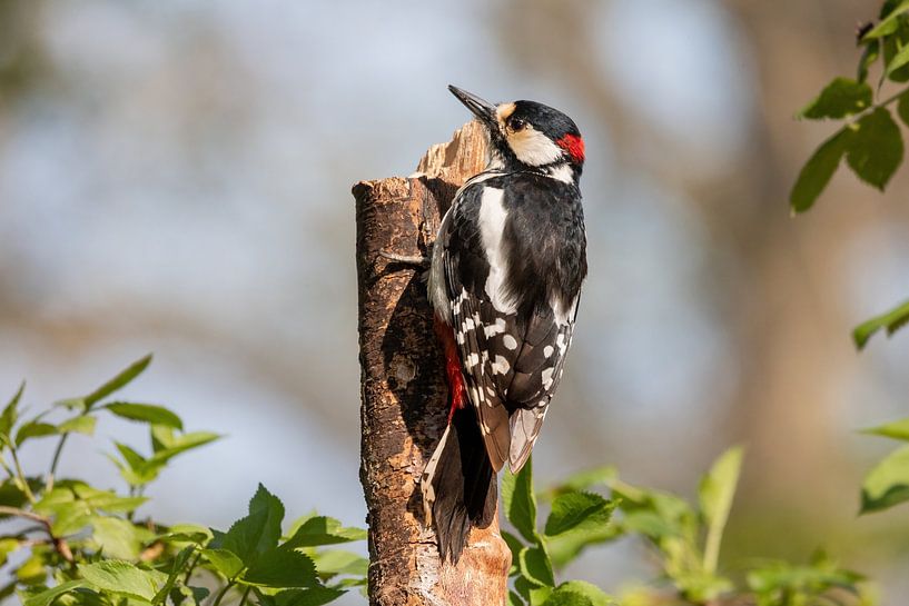 Buntspecht, männlich. von Janny Beimers