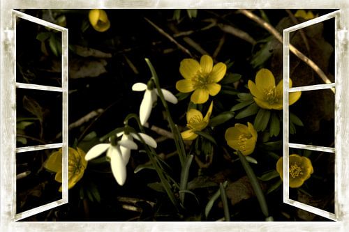 Venster beeld - Spring Awaking