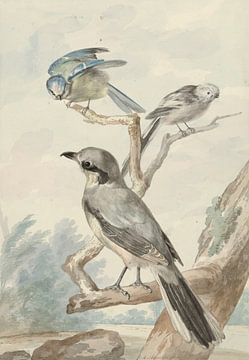 Drei Vögel: eine Schwanzmeise, eine Blaumeise und ein Klapper oder der Große Klauenmann, Aert Schoum