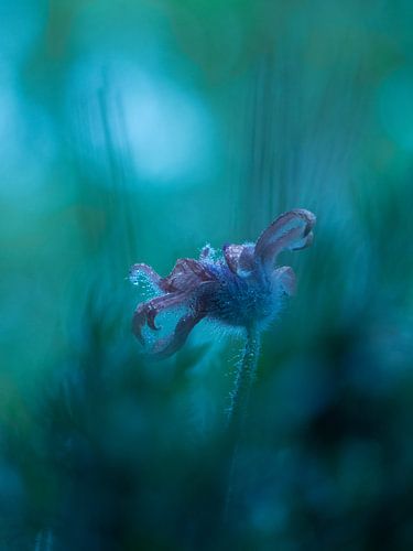 Wildemanskruid Bloem Pulsatilla vulgaris