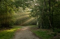 Beautiful morning light and sun harps in Boeschoter forest