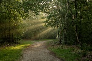 Belle lumière matinale et harpes solaires dans la forêt de Boeschoter