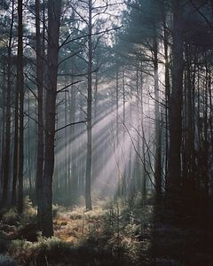 Magisches Licht im Wald