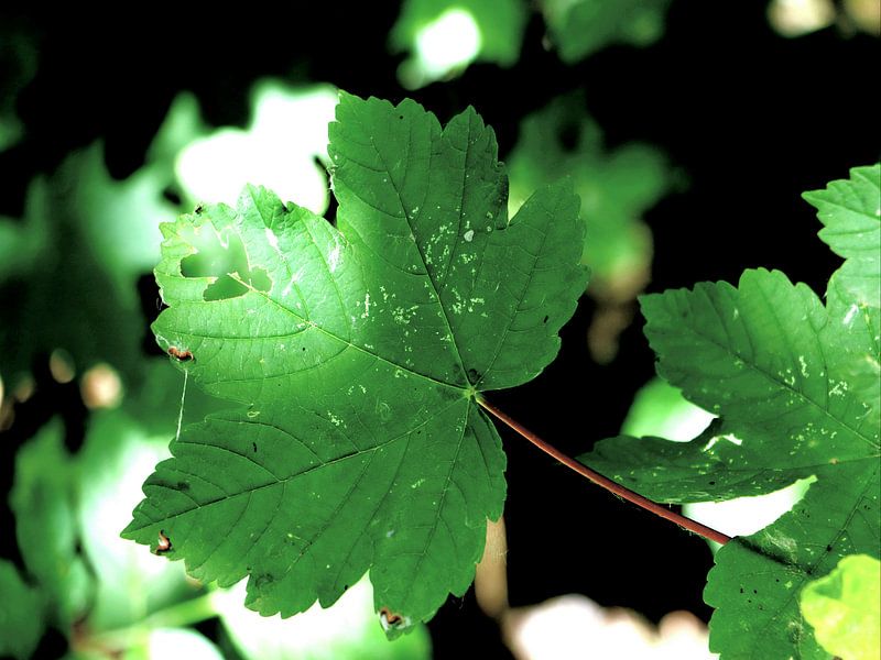Esdoornblad by Samantha Smeets