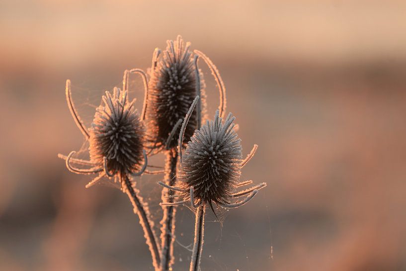 Dipsacus fullonum by Carlijn Buil
