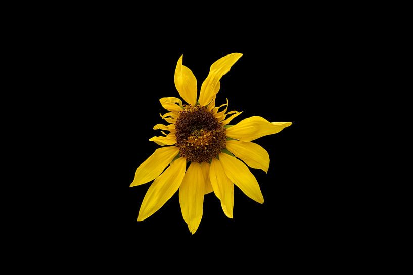 sunflower by Ribbi