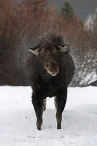Elch ( Alces alces ) im Winter, schüttelt Wasser aus dem Fell