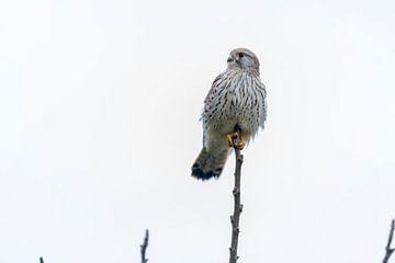 Torenvalk vrouw van Merijn Loch