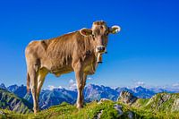 Allgäuer Braunvieh