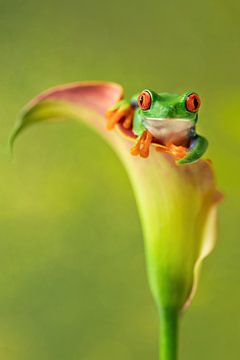 Grenouille lémurienne aux yeux rouges sur Danielle van Doorn