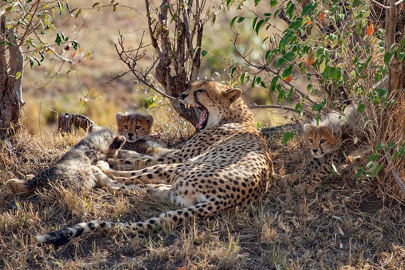 Gapende moeder van Peter Michel