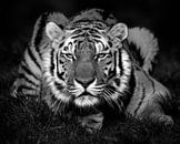 Tiger, der die Sonne genießt (schwarz-weiß) von Patrick van Bakkum Miniaturansicht