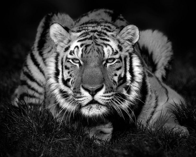 Tiger, der die Sonne genießt (schwarz-weiß) von Patrick van Bakkum