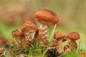 Prikkelbare paddenstoelen van Daniëlle Eibrink Jansen