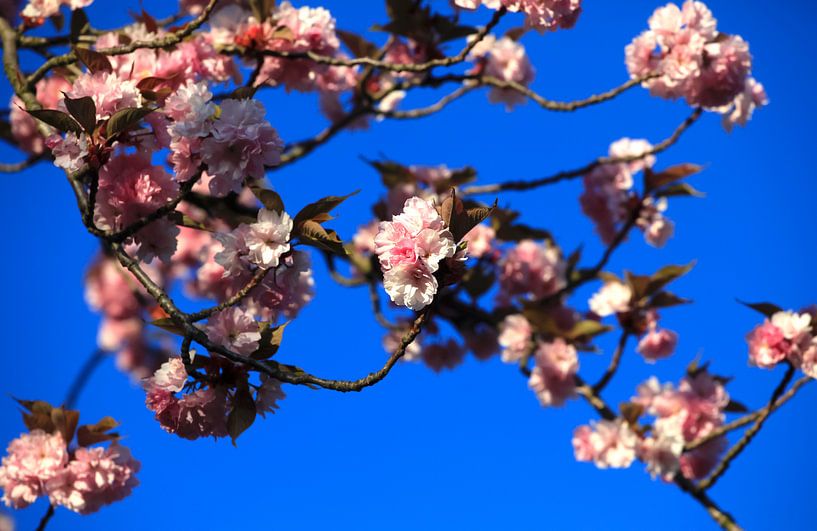 Frühling von Thomas Jäger