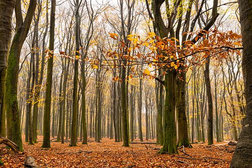 Veluwe