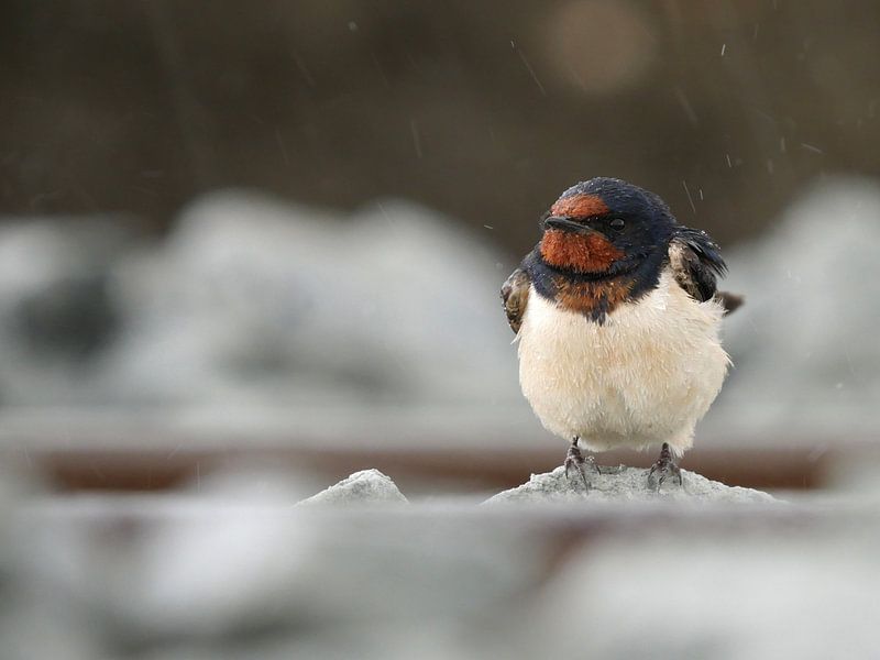 Zwaluw - Swallow - Avaler - Schlucken par Ben Kah
