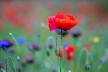 Wilde bloemen boven het maaiveld. Als dat maar goed gaat.