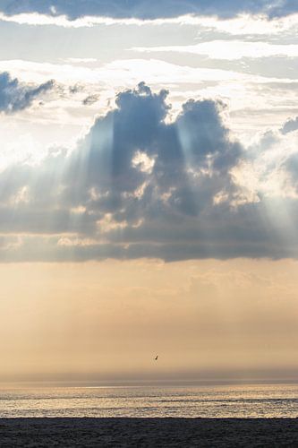 Mouette au coucher du soleil à Scheveningen Noord