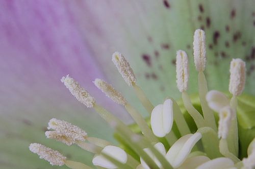 With pleasure, Helleborus Macrofotografie
