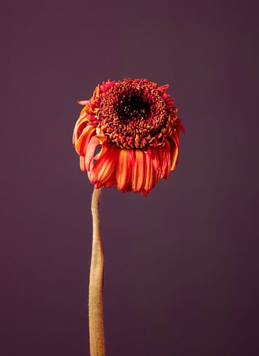 Fiore Appassitu - pourpre