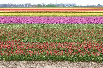 Tulpen van Erik Reijnders