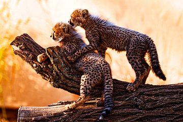 Young cheetahs by Ken Kühlbrandt