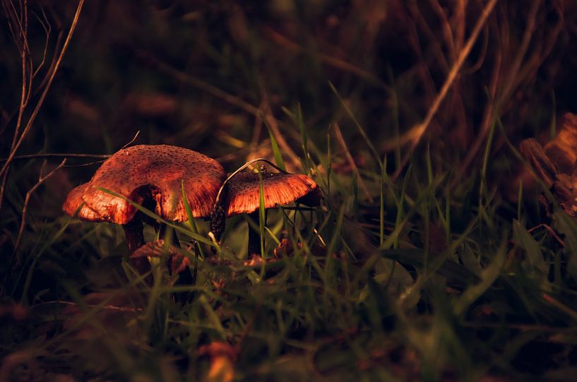 Paddenstoelen warme kleuren van Claire Groeneveld