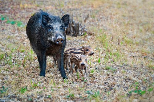Wild boar with piglets