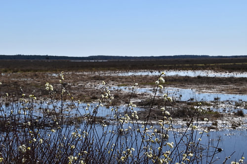 Tussen nat en droog op het Dwingelderveld