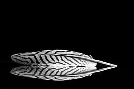 Bird feather in black and white on mirror by Humphry Jacobs