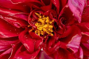 In het hart van de bloem