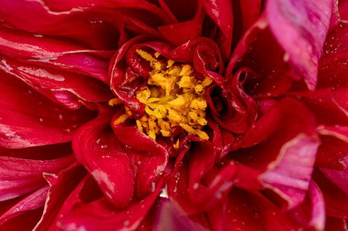 In het hart van de bloem