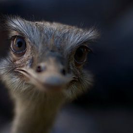 Baby Struisvogel von Anne Caroline Slump
