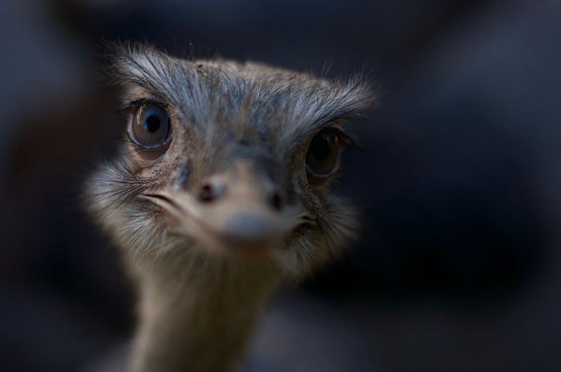 Baby Struisvogel von Anne Caroline Slump