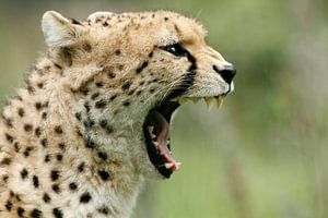 Cheetah van Heiko Lehmann