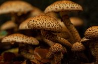 Brown mushrooms by SusanneV thumbnail
