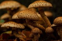 Champignons bruns