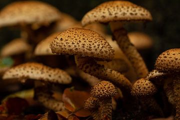 Brown mushrooms by SusanneV