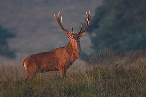 Cerf rouge