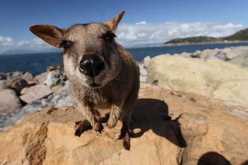 Geallieerde rotswallaby , Petrogale assimilis, Magnetic Island , Queensland, Australië