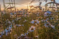 Margrieten, zonsopgang Drenthe