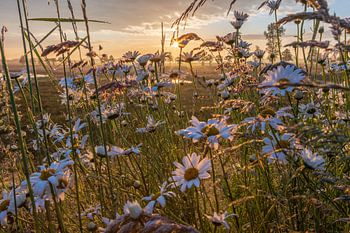 Margrieten, zonsopgang Drenthe
