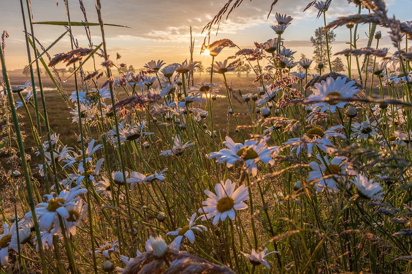 Marguerites, lever de soleil Drenthe par Daphne Kleine