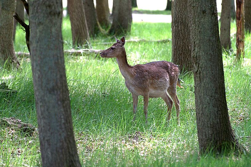 Damhirsche im Wald von Merijn Loch