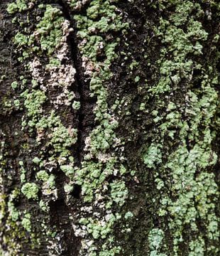 Tronc d'arbre à Dwingelderveld, Drenthe - Pays-Bas